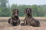 DOGUE ALLEMAND 473